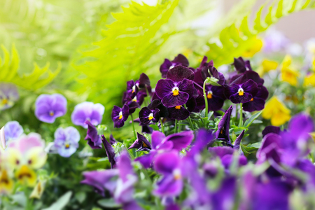 Flowerbed of violet viola tricolor or kiss-me-quick (heart-ease flowers) in summer, beauty in natureの写真素材
