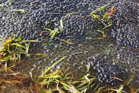 A lot of frogspawn of Common Frog (Rana temporaria)  sitting on top of a pond  in springの写真素材