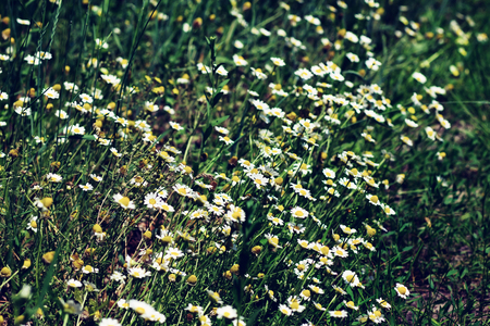 Field of white daisies in sunny summer dayの写真素材