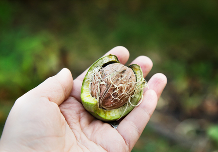 Woman's Hand Giving A Ripe Walnut. Autumn Harvest.の写真素材