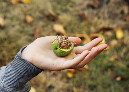 Girl's Hand Holds A Ripe Walnut. Autumn Harvest.の写真素材