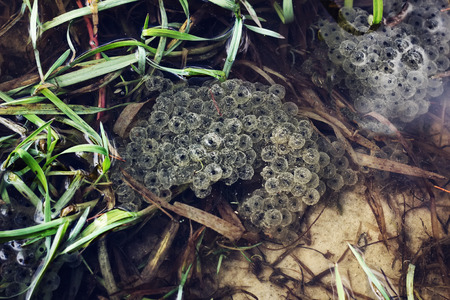 A lot of frogspawn of Common Frog (Rana temporaria)  sitting on top of a pond  in spring