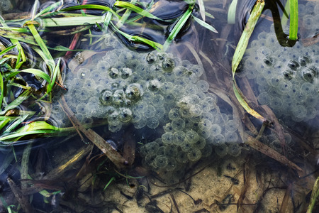 A lot of frogspawn of Common Frog (Rana temporaria)  sitting on top of a pond  in springの写真素材