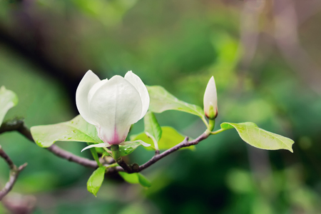 Abloom white flower of magnolia tree in summertimeの写真素材