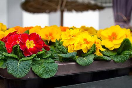 Red and yellow primroses (Primula vulgaris hybrid), potted spring flowers at market outdoors.の写真素材