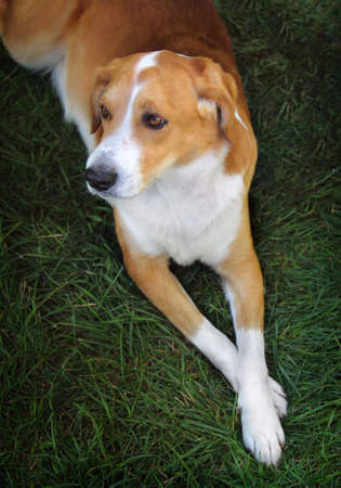 Close-up portrait of adorable domestic dog on the green lawn outdoors, top view.の写真素材
