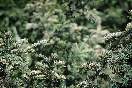 Branches of evergreen fir-tree as frame outdoors.の写真素材