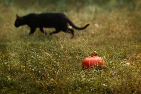 Pumpkin and defocused black cat on background outdoors. Halloween scene.の写真素材
