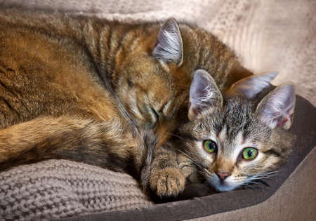 Cat mother are sleeping with her tabby kitty baby in cozy bed, with copy space.の写真素材