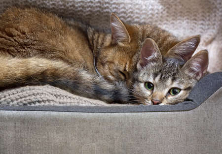 Cat mother are sleeping with her tabby kitty baby in cozy bed, with copy space.の写真素材