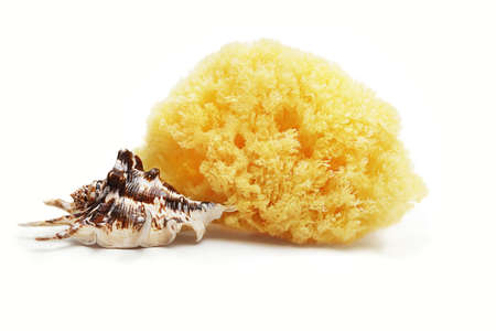 Natural sponge and sea shell isolated on white background. Spa and relaxation.の写真素材