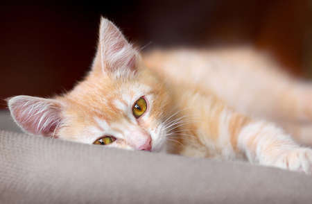 Cute little red kitten are laying on a pillow and looking at camera.の写真素材