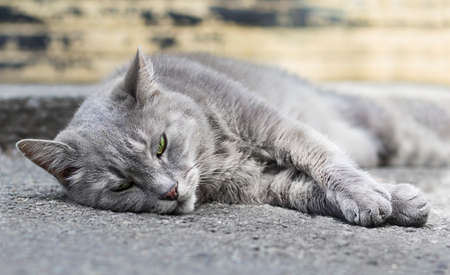 Close-up portrait of sad homeless gray cat lying on the ground outdoors. Social concept.の写真素材