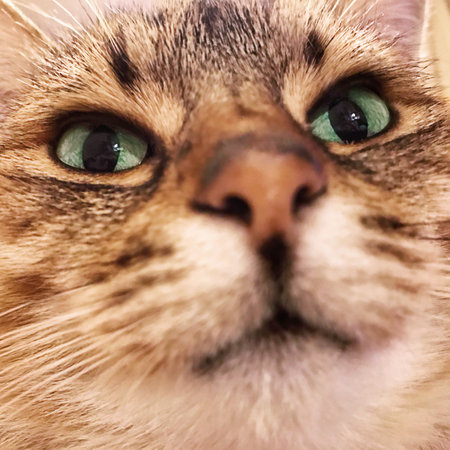 Close-up portrait of cute red cat looking at camera.の写真素材