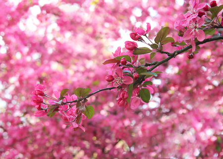Branch with blossoming bright pink flowers of paradise apple tree. Spring garden. Beauty of nature.の写真素材