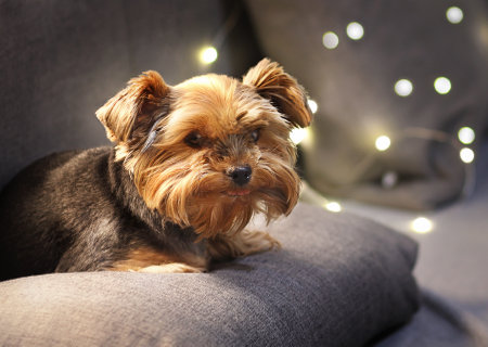 Cute Yorkshire terrier is laying at home on a coach with garland on background. Happy domestic life.の写真素材