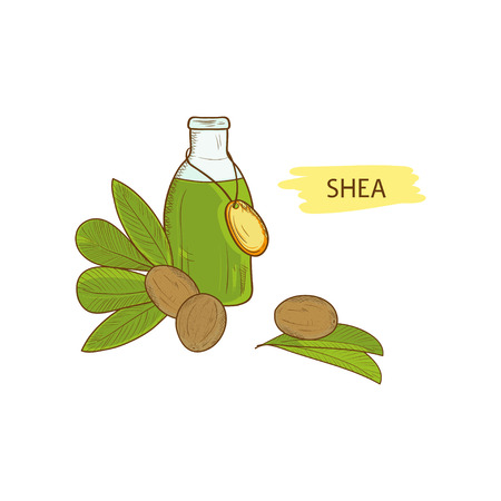 Shea Leaves essential oil isolated on plain backgroundのイラスト素材