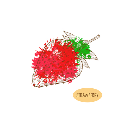 Strawberry. Sketch. Berry. On a white background. Abstract.のイラスト素材