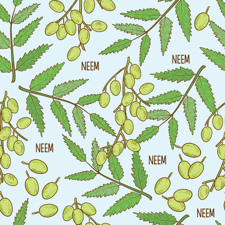 Neem  sketch  Branch with leaves and fruits  Background seamless Vector illustration.のイラスト素材