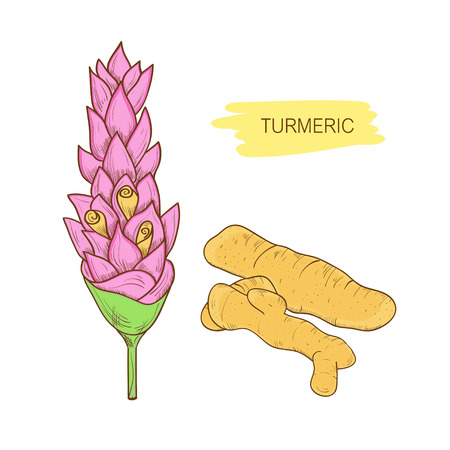 Turmeric  Flower and root Sketch. Color illustration on white background.のイラスト素材
