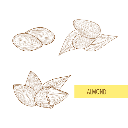 Almond nut sketch monochrome set.のイラスト素材