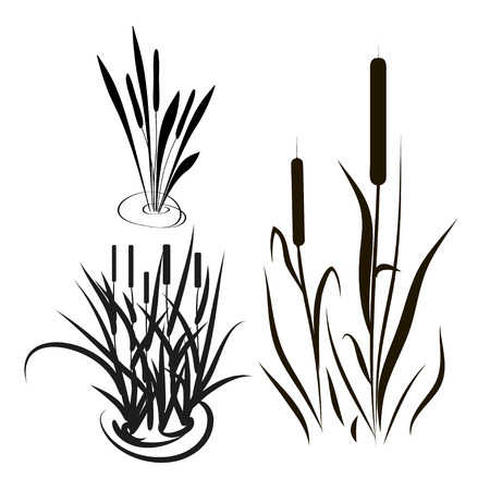 Bulrush, sedge. Set. Silhouette. Black picture.のイラスト素材