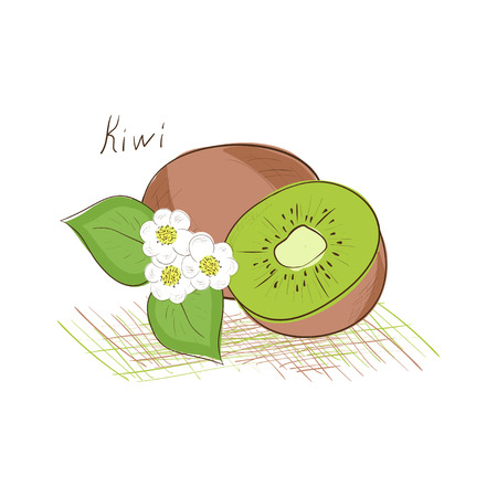 Kiwi sketch exotic fruit.のイラスト素材