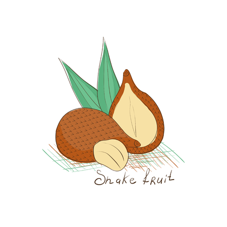 Snake fruit. Exotic fruit. Sketch. On a white background.のイラスト素材