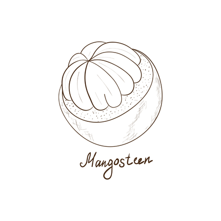Mangosteen. Sketch. Black and white image.のイラスト素材