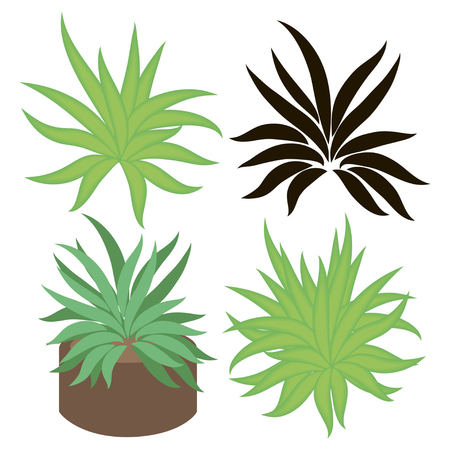 Agave, aloe. Color and black silhouette. On a white background.のイラスト素材