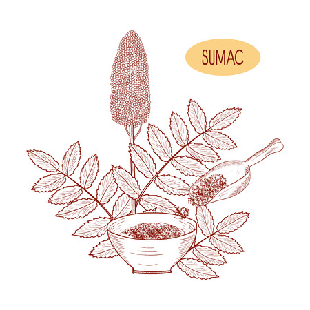 Sumac. Plant and bowl with seasoning, scoop. Sketch. On a white background. Monophonicのイラスト素材