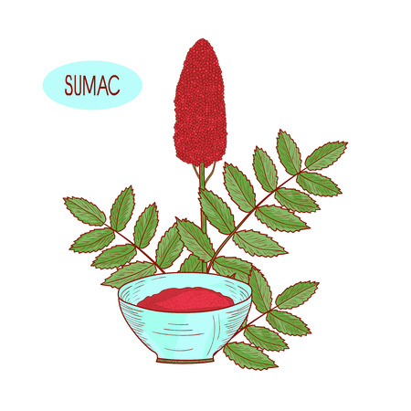 Sumac. Plant and bowl with seasoning. Sketch. On a white background.のイラスト素材