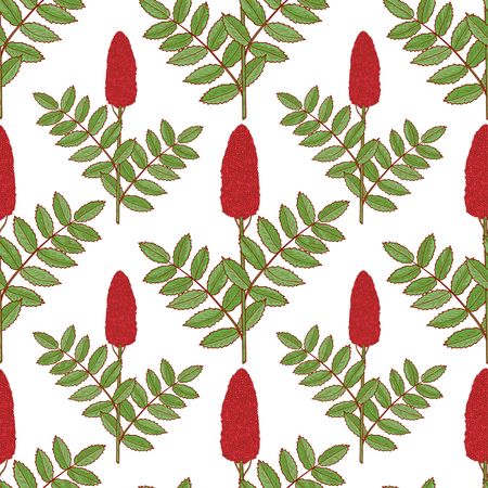 Sumac. Plant. Inflorescence, leaves. Background, wallpaper, seamless. Sketch.のイラスト素材