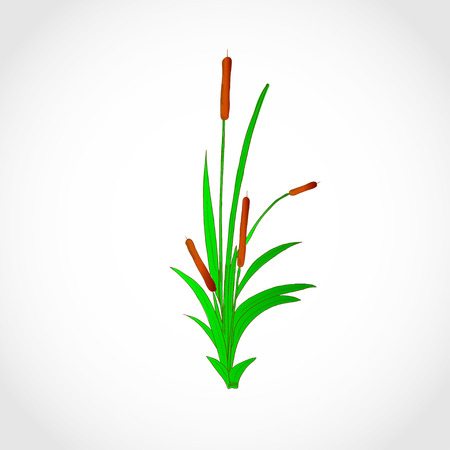 A reed, a sedge, a cattail. Sketch. Logo.の写真素材