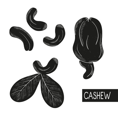 Cashew. Black silhouette on white background. Set.の写真素材