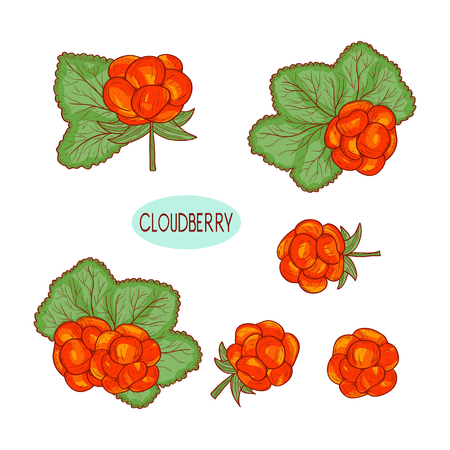 Cloudberry. Berries and leaves. Sketch. Color illustration on white background.の写真素材