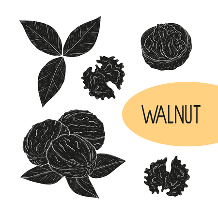 Walnut. Fruit, core, leaf. Black silhouette on white background. Set.のイラスト素材