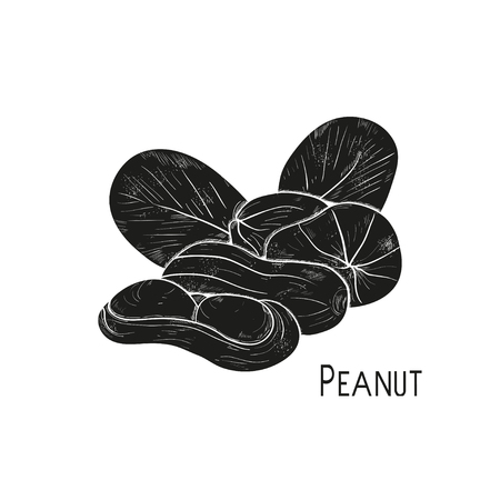 Peanut. Nut. Black silhouette on white background. Vectorのイラスト素材