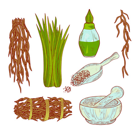 Vetiver. Plant. Leaves and root. Scoop, mortar, perfume. Set. The color pattern. Sketch.のイラスト素材