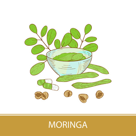 Moringa. Plant. Capsule, seeds, powder, bowl. Color illustration on white background. Sketch.のイラスト素材