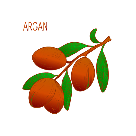 Argan. Plant. Branch, fruit, leavesl. Sketch. Logo, emblem.の写真素材
