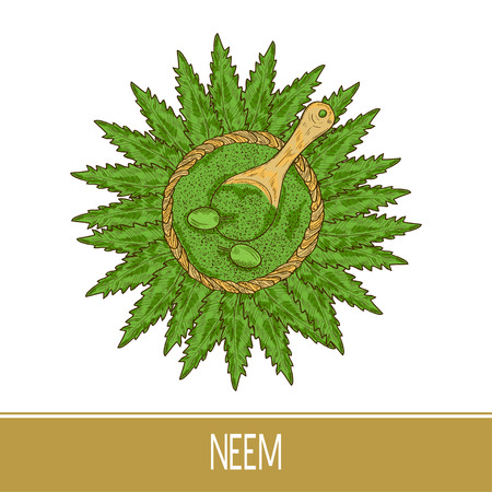 Neem. Plant. Leaves, fruit, powder, spoon. Sketch. Color pattern.のイラスト素材