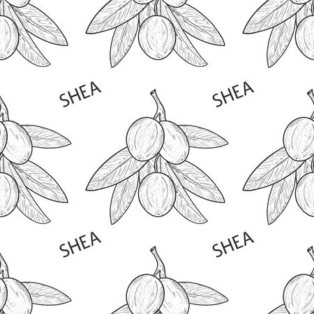 Shea. Branch, leaves, fruit. Sketch. Wallpaper, seamless, texture. Monochrome.のイラスト素材