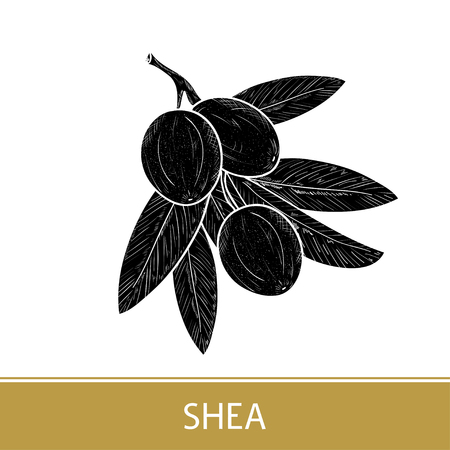 Shea Leaves, fruit. Black silhouette on white background.のイラスト素材