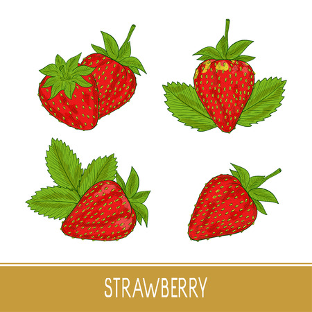 Strawberry. Sketch. Berries, leaves. Set. On a white background.のイラスト素材