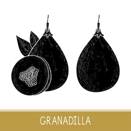 Granadilla. Fetus, leaves. Black silhouette on white background.のイラスト素材