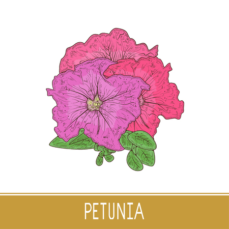 Petunia. Flower, leaves.  Sketch. Colorのイラスト素材