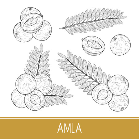 Amla. Fruit, leaf. Set. Sketch. Monochromeのイラスト素材
