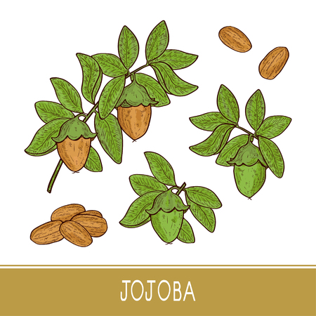 Jojoba. Branch, leaves, fruit. Sketch. On a white background. Color. Setのイラスト素材