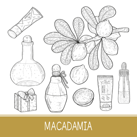 Macadamia. Fruit, leaves, branch. Sketch. Bottle with oil. Cream, dropper. Setのイラスト素材